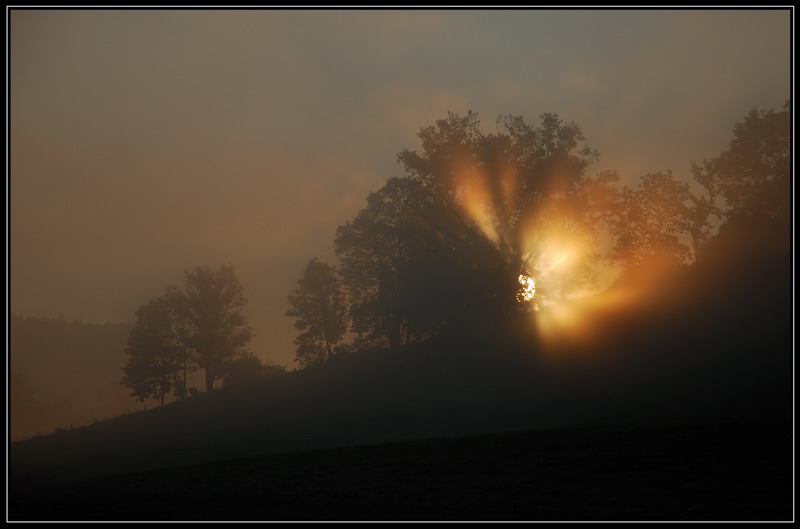 Sonnenbaum