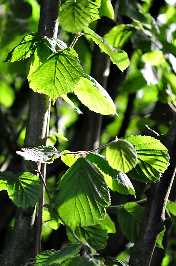 Sonnenblätter