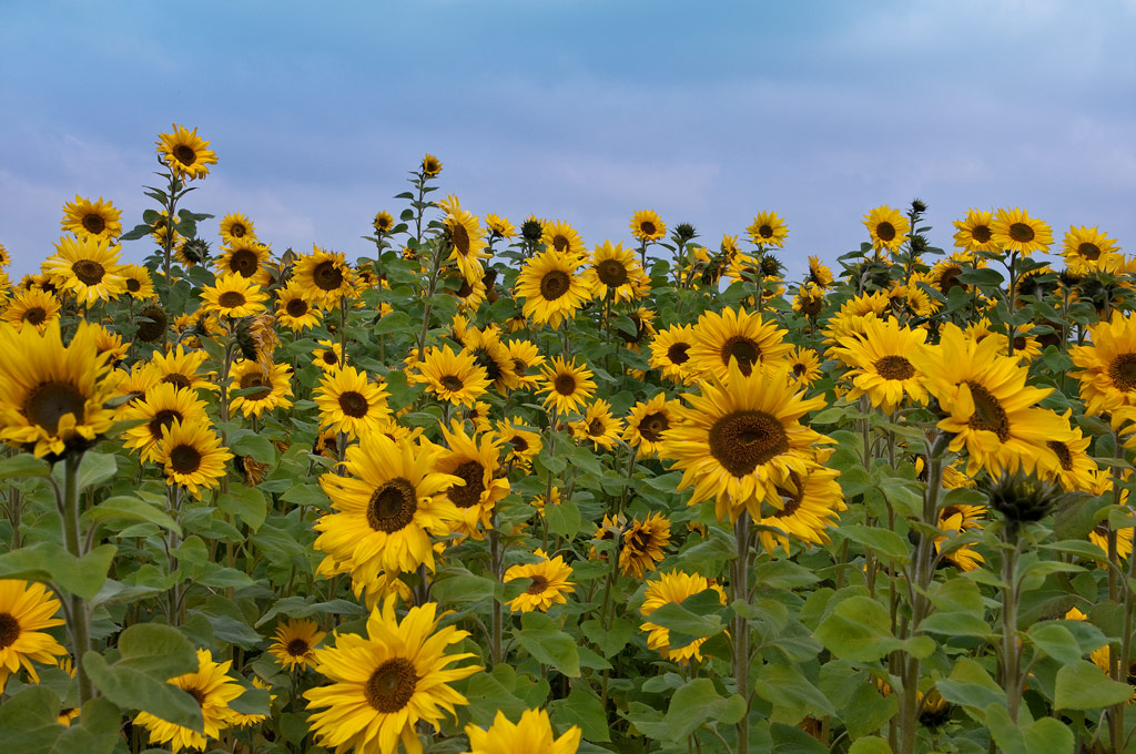 Sonnenblume 01a