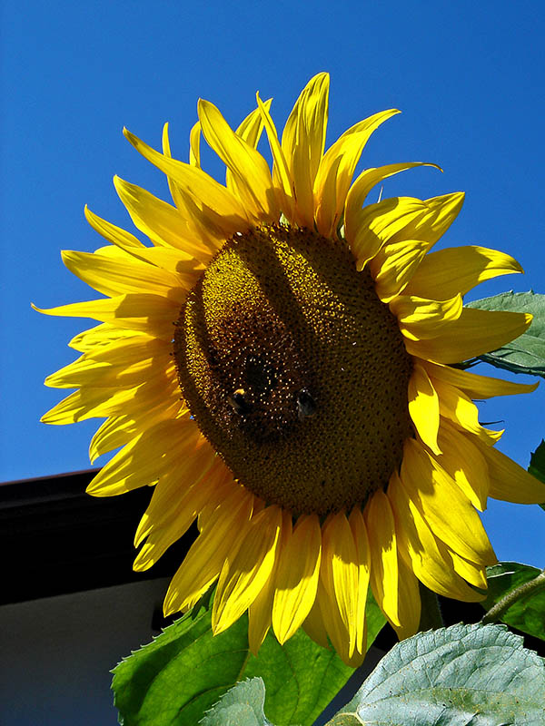 Sonnenblume 0233 B