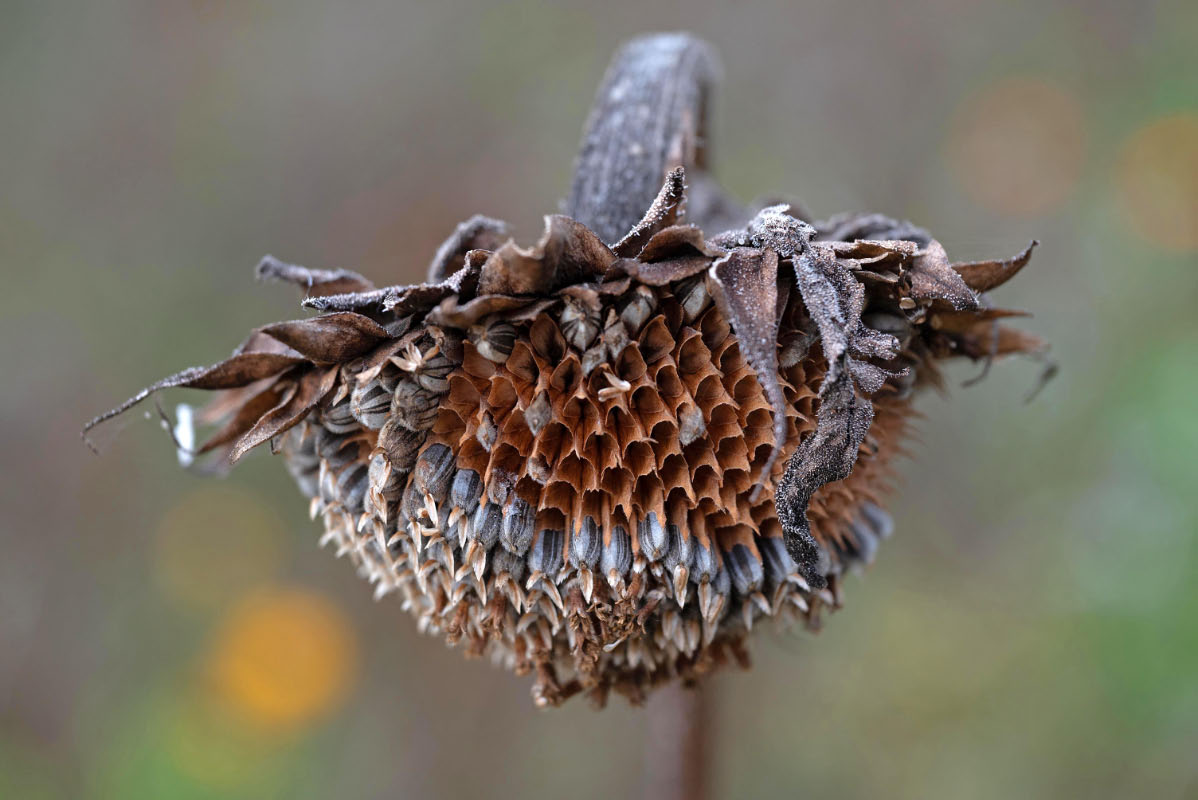 Sonnenblume 1-2.jpg