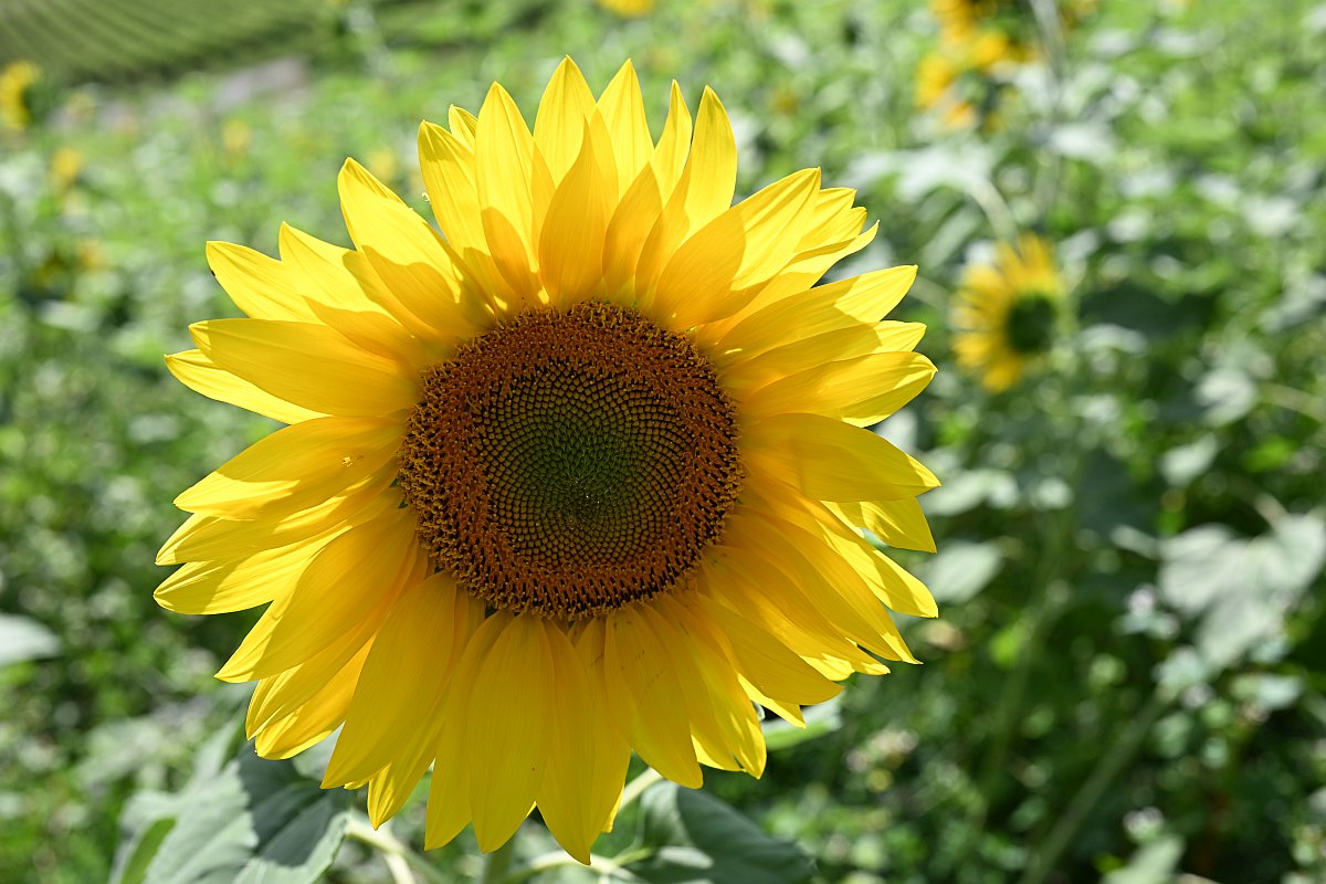 Sonnenblume 1.jpg