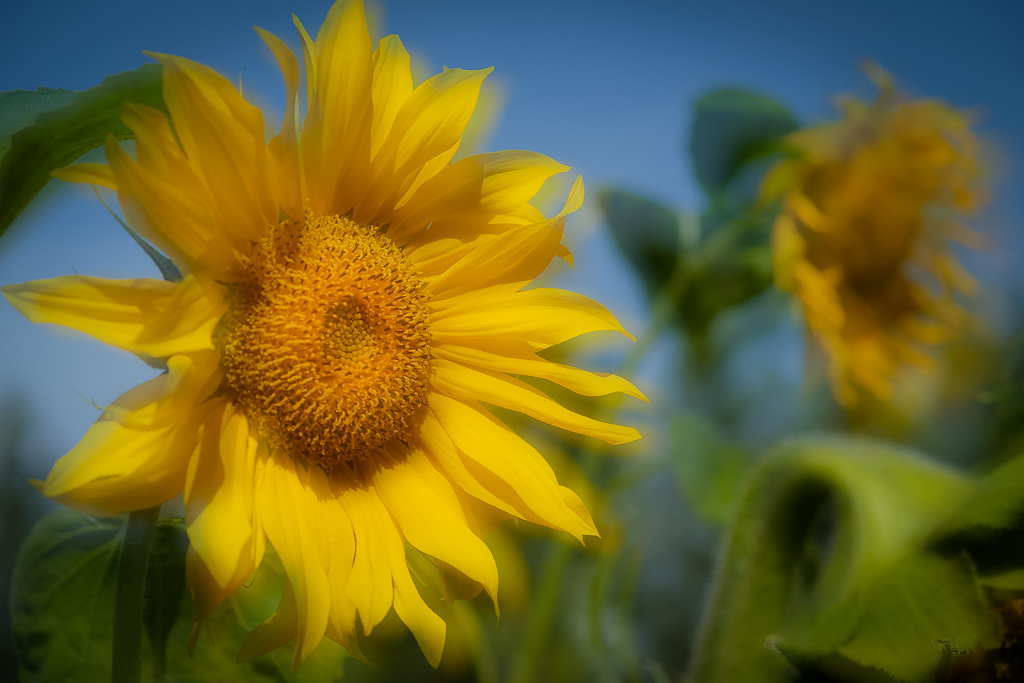 Sonnenblume-6399.jpg