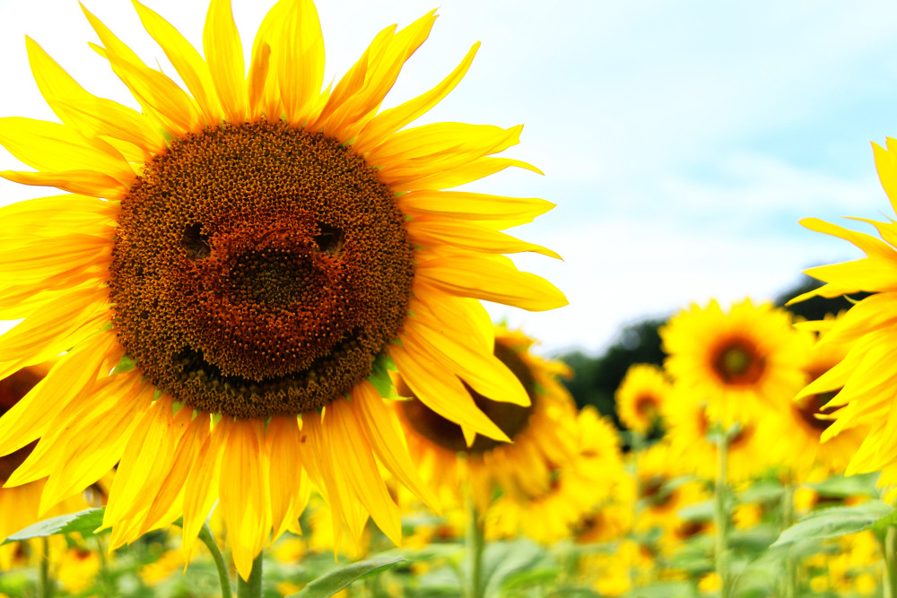 Sonnenblume B