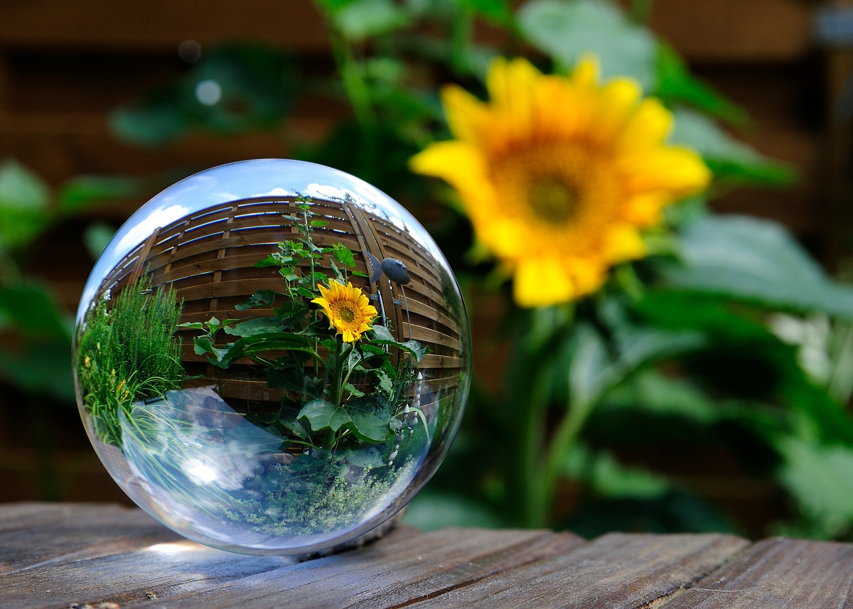 Sonnenblume  DSC0115 01