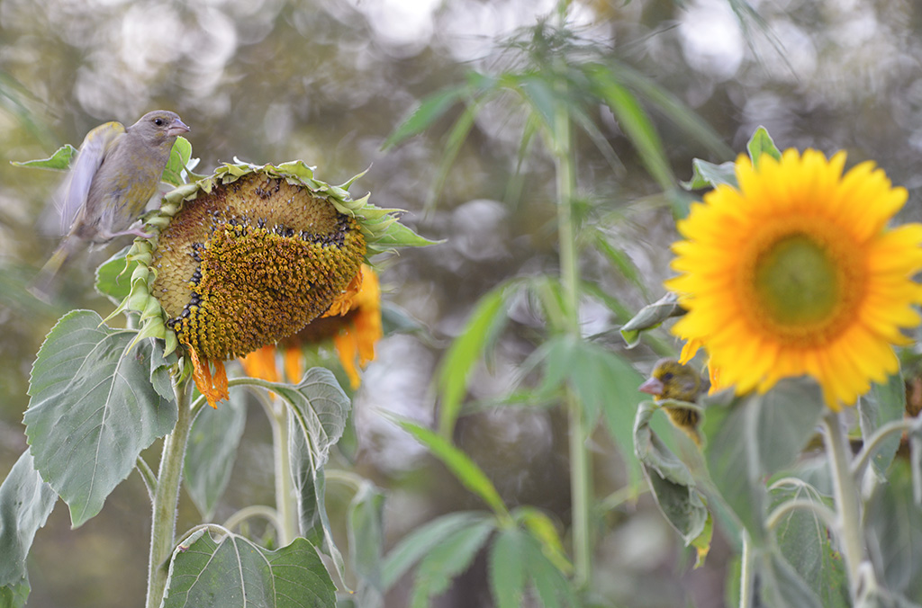 sonnenblume grünfink august 2012 128b