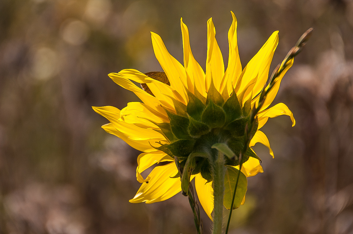 Sonnenblume in der Sonne (1 von 1).JPG