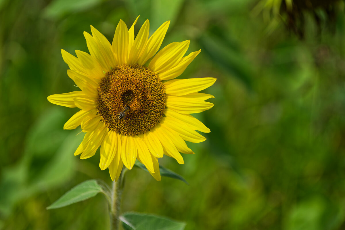 Sonnenblume mit Besucherin