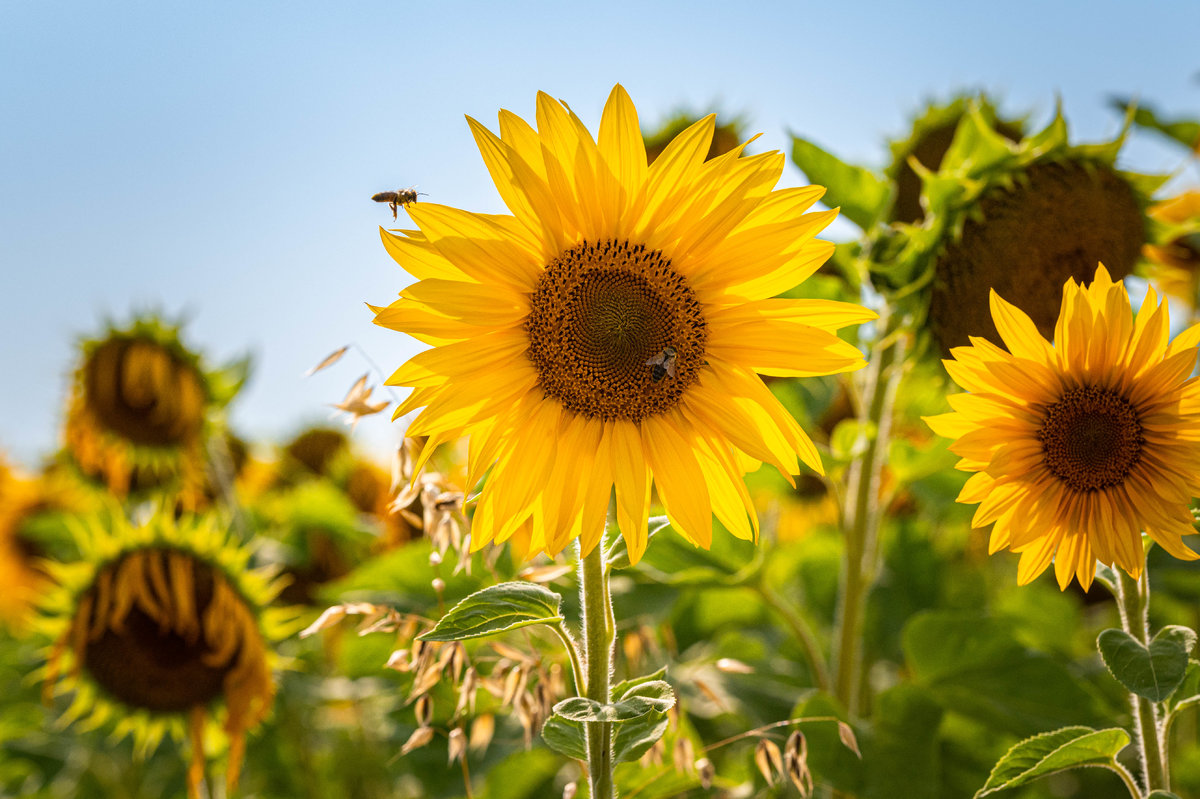 Sonnenblume mit Biene
