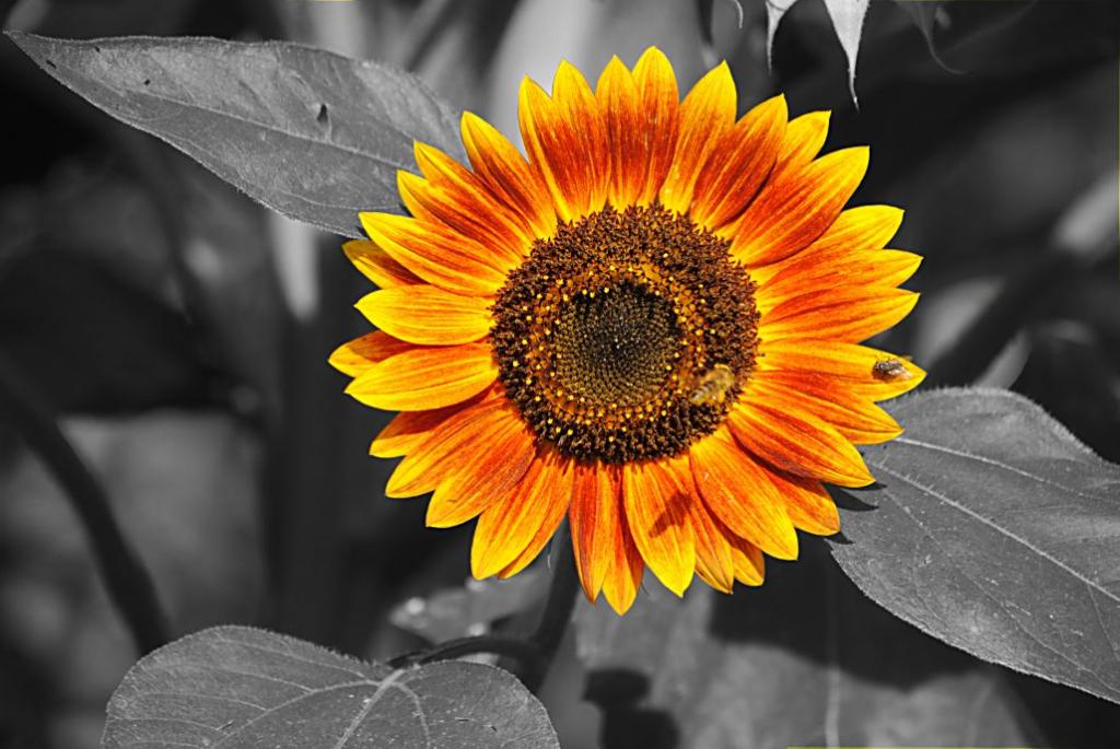 Sonnenblume mit Fliege