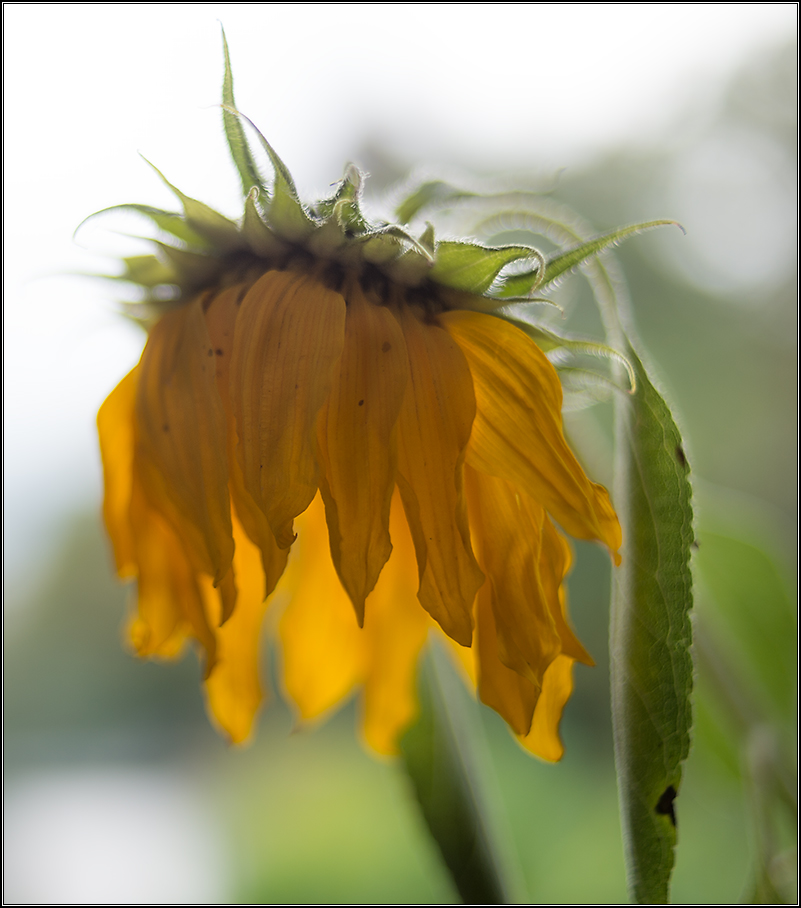 Sonnenblume verwelkt