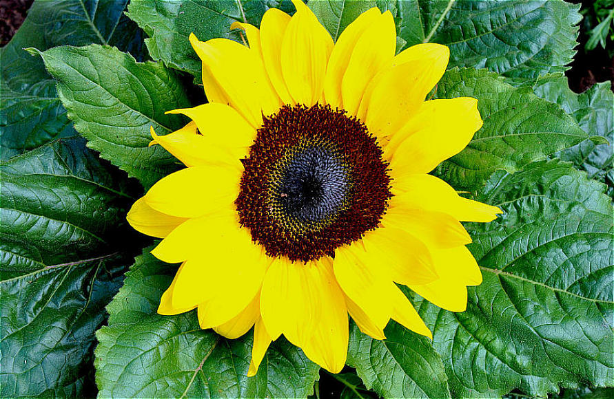 Sonnenblume - Vogelperspektive