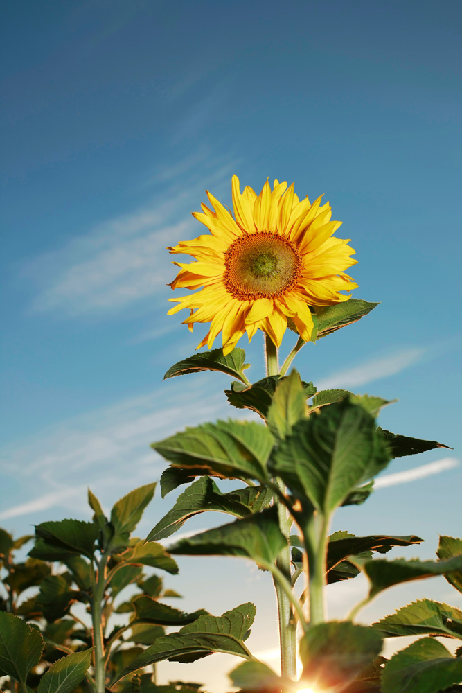 Sonnenblume