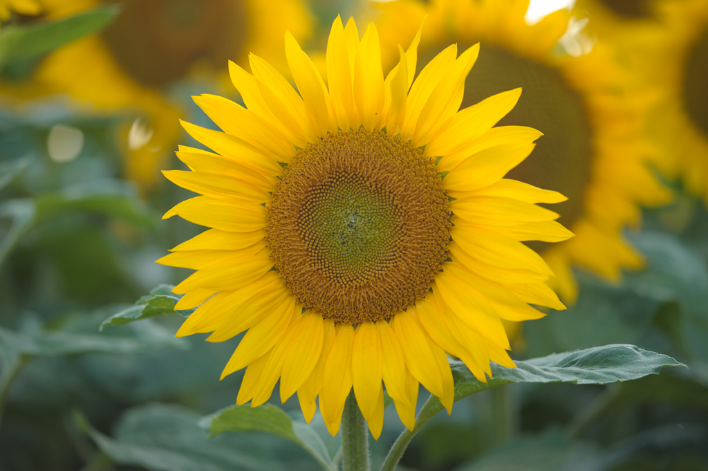 Sonnenblume