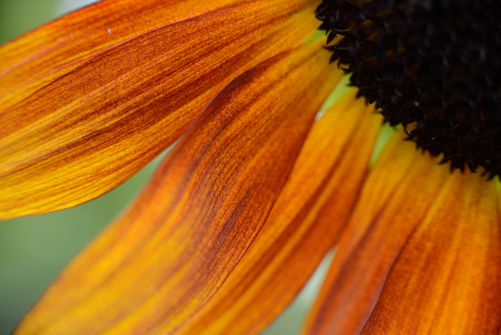 Sonnenblume