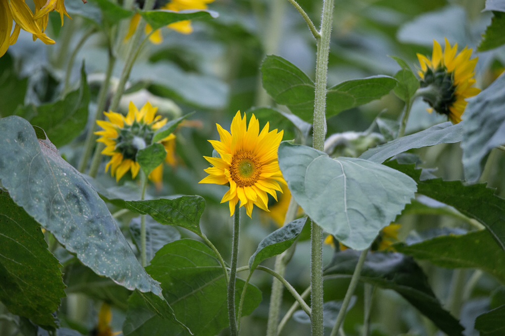 Sonnenblume