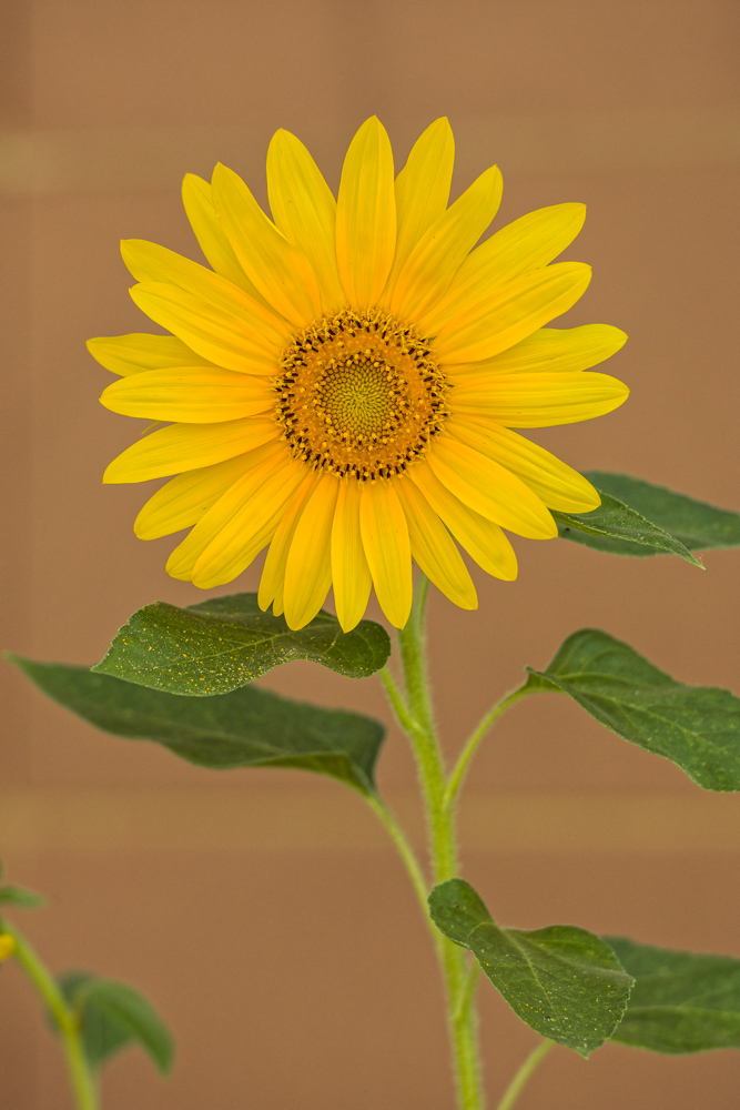 Sonnenblume