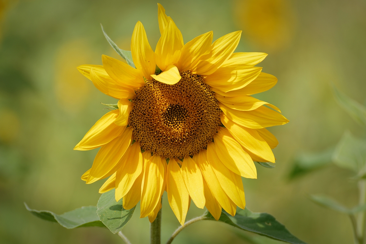 Sonnenblume