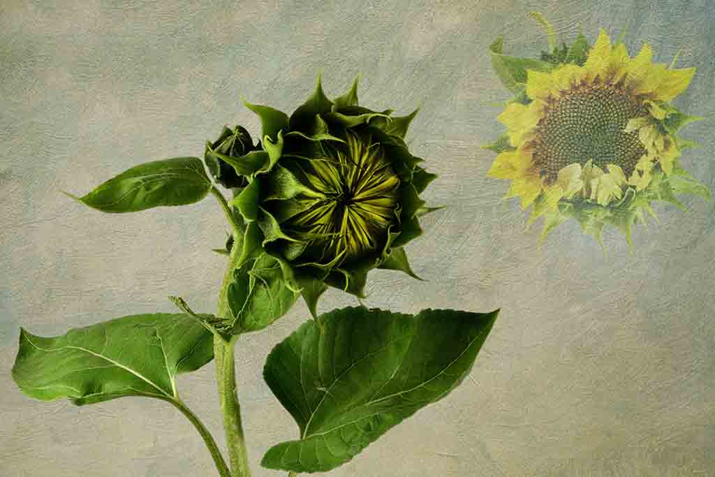 Sonnenblume