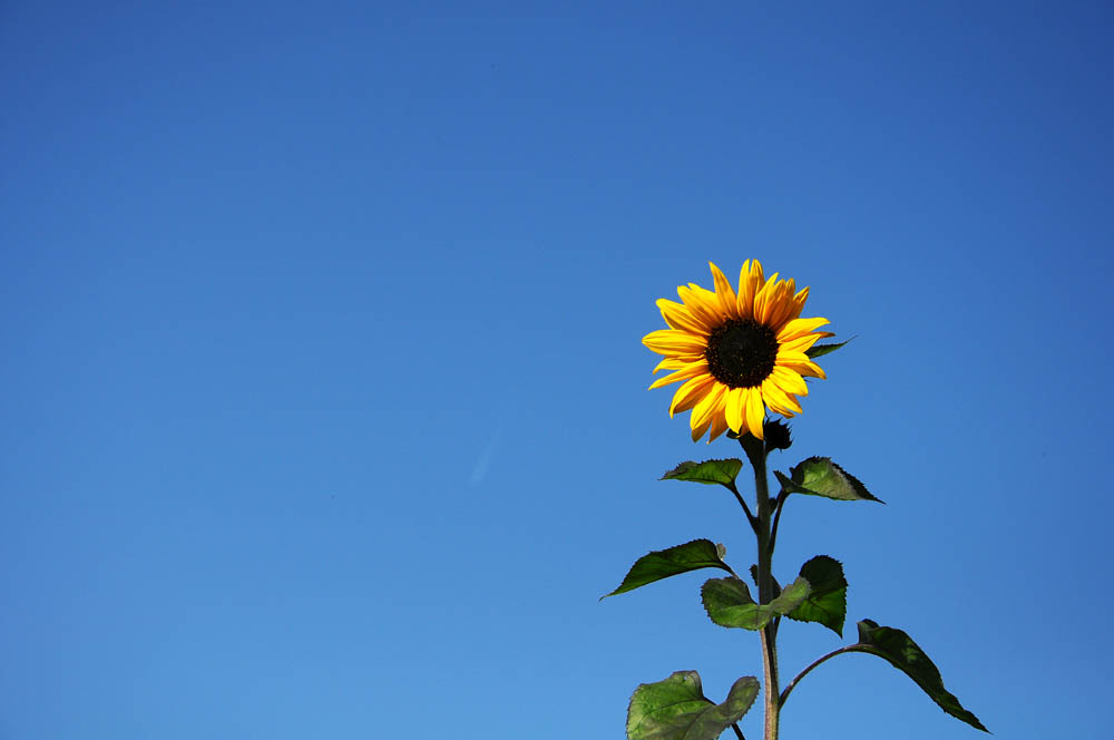 sonnenblume