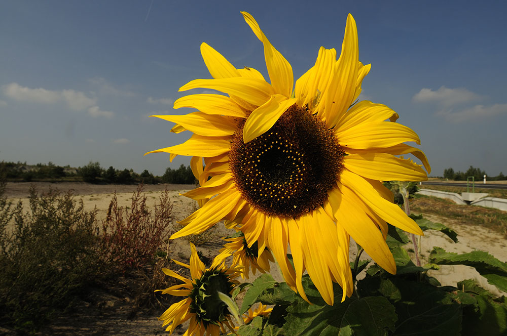 Sonnenblume