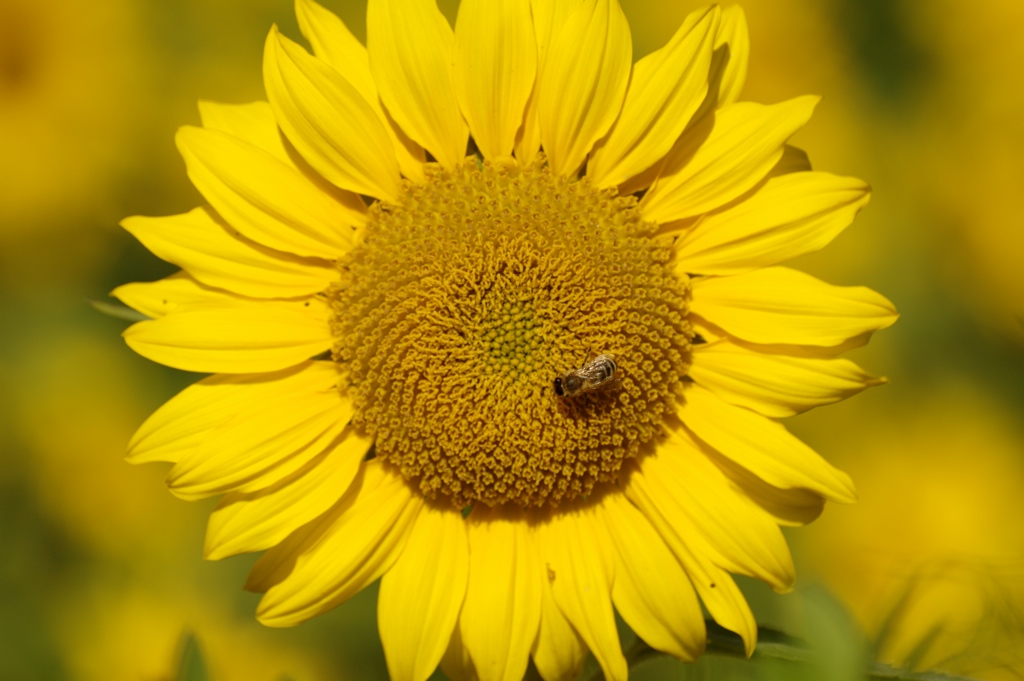 Sonnenblume