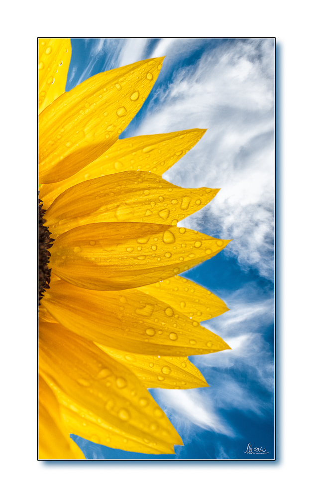 Sonnenblume1