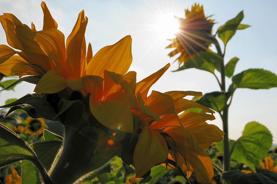 Sonnenblume1