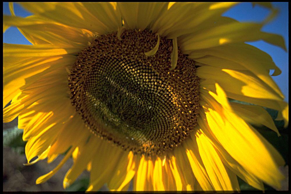 sonnenblume2