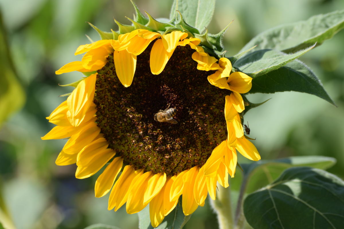 Sonnenblume_00001DSC_0207.jpg