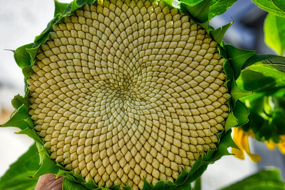 sonnenblume_1200.jpg