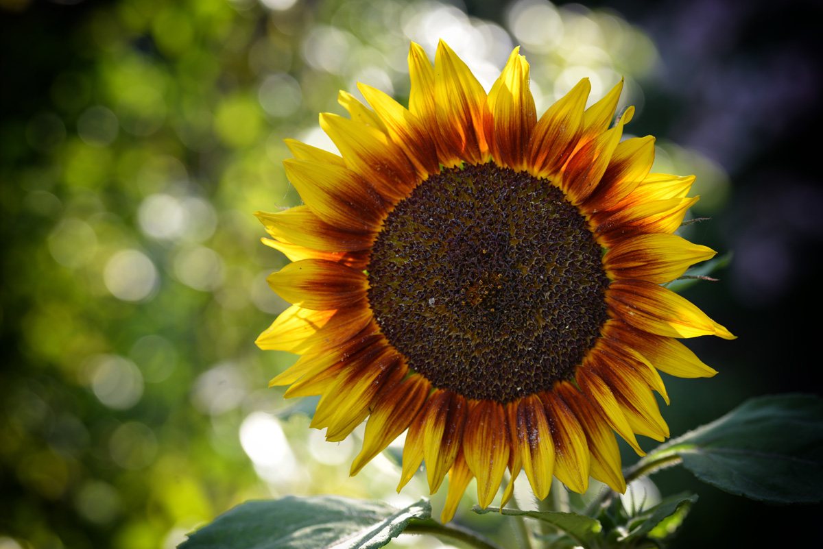 sonnenblume_1200.jpg