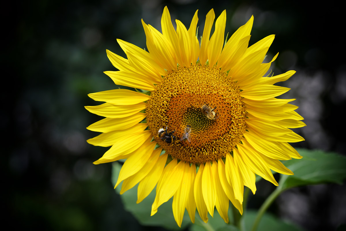 sonnenblume_1200.jpg