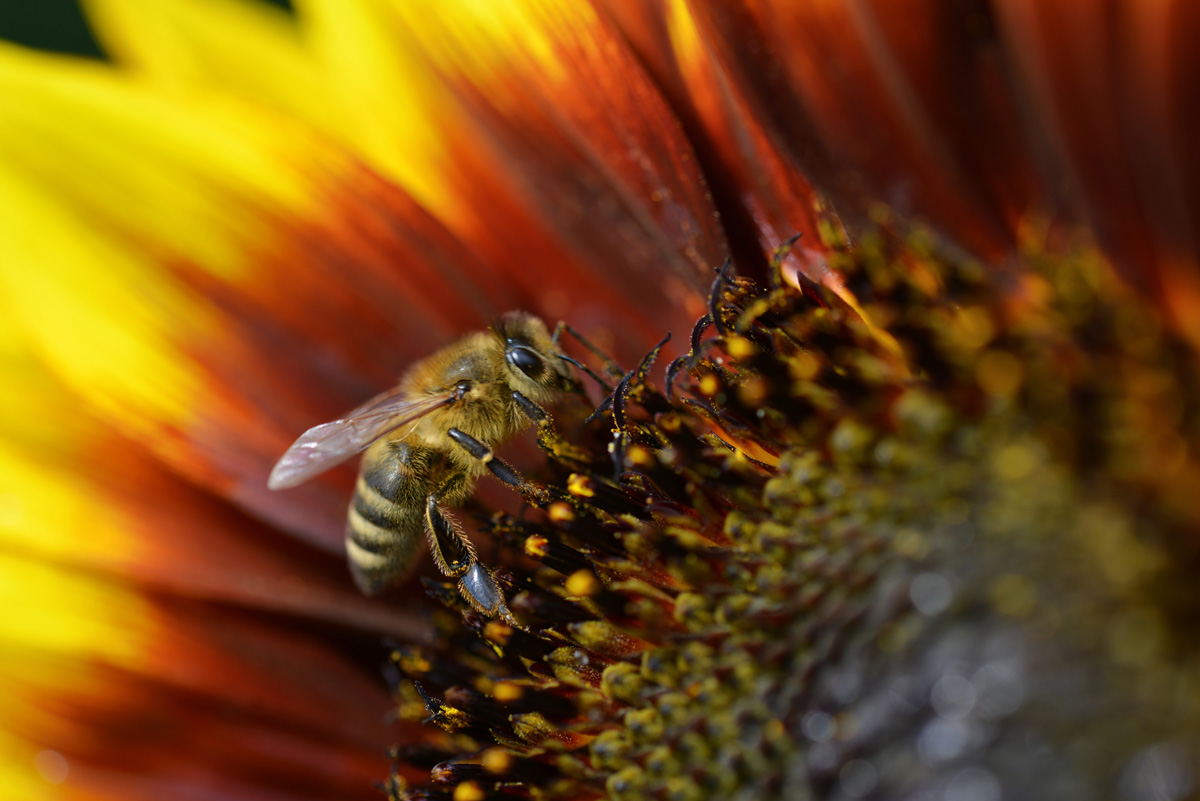 sonnenblume_biene_1200.jpg