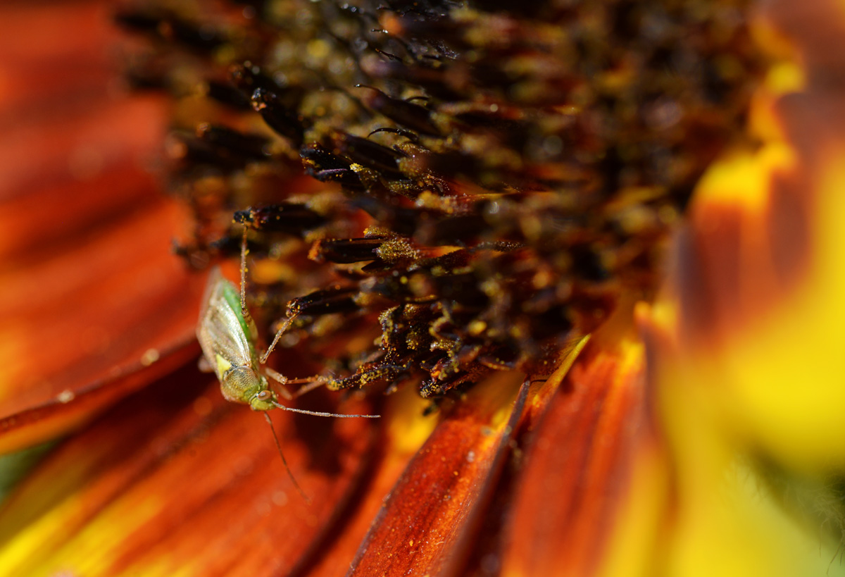sonnenblume_käfer_1200.jpg