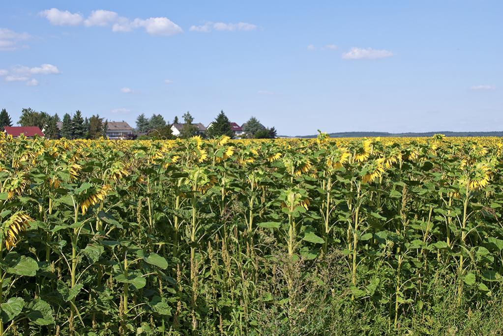 Sonnenblumen 01