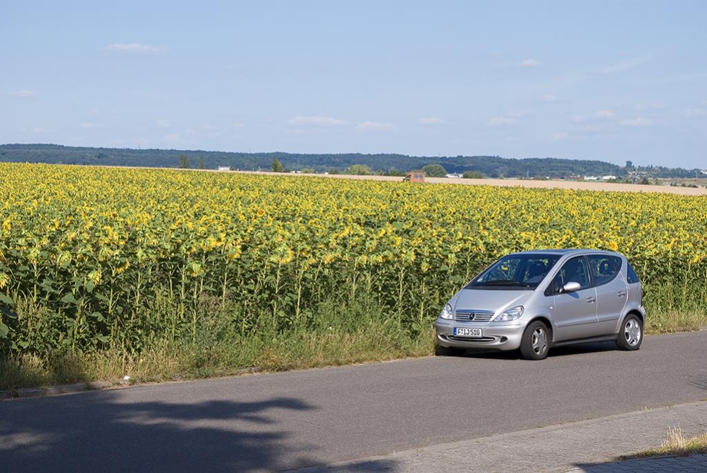 Sonnenblumen 03