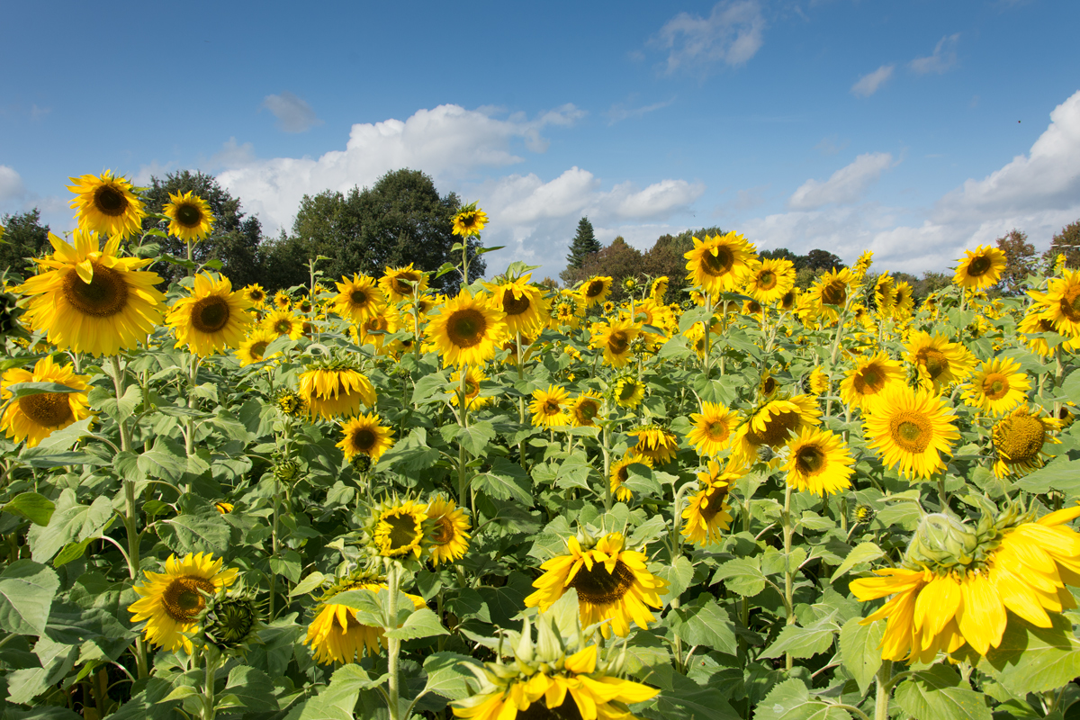 Sonnenblumen-1.jpg