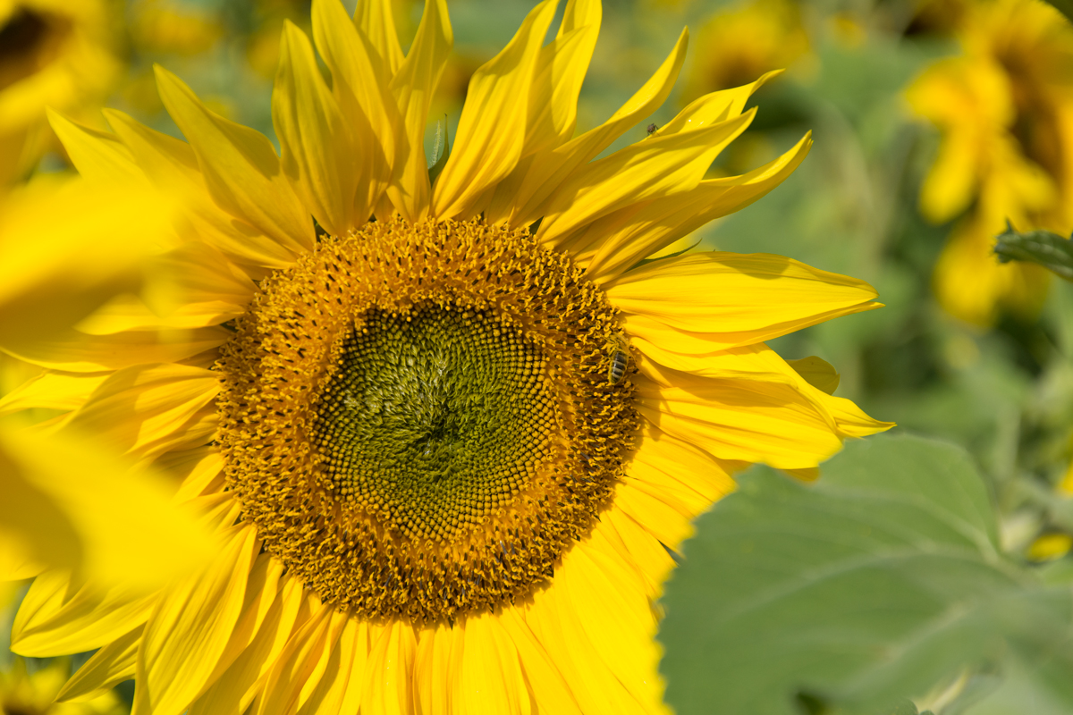 Sonnenblumen-2.jpg