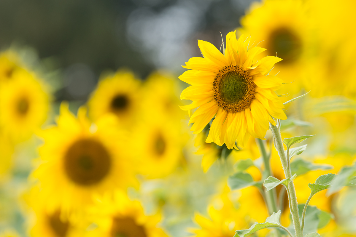 Sonnenblumen-3.jpg