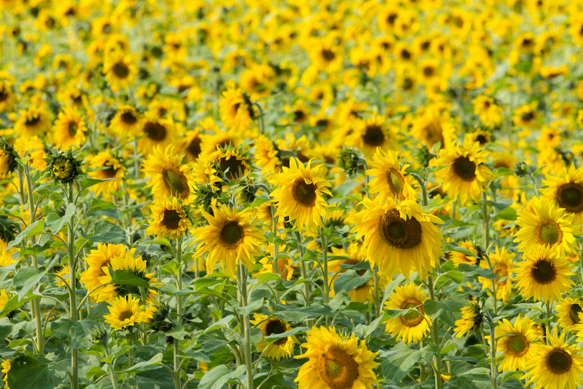 Sonnenblumen-5.jpg