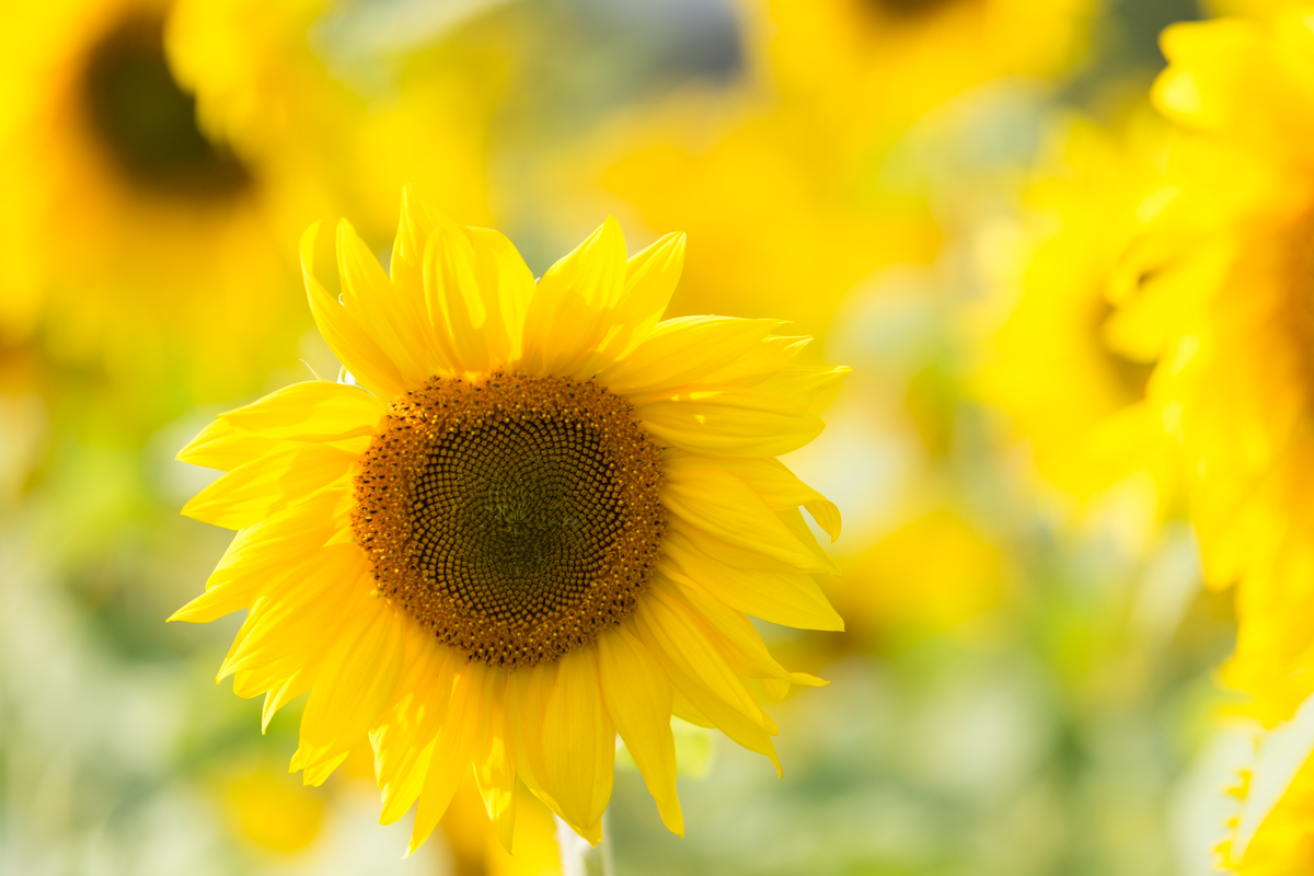 Sonnenblumen-5b.jpg