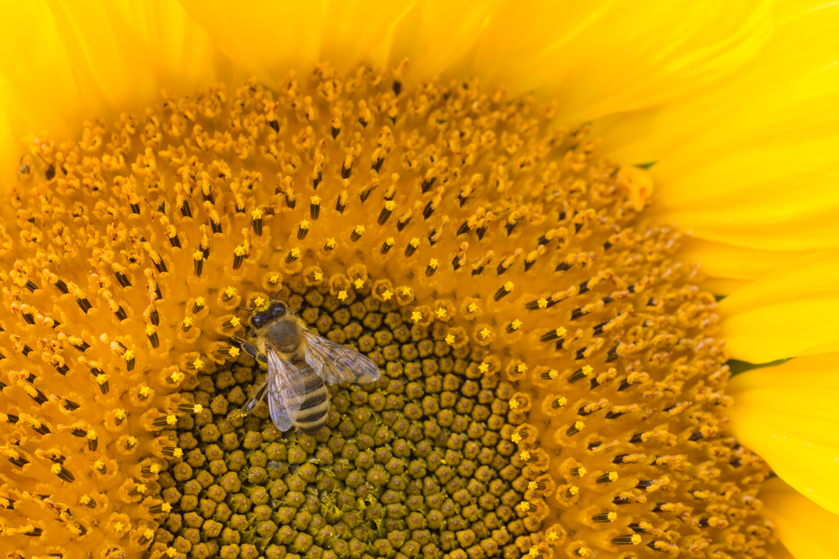 Sonnenblumen-6.jpg
