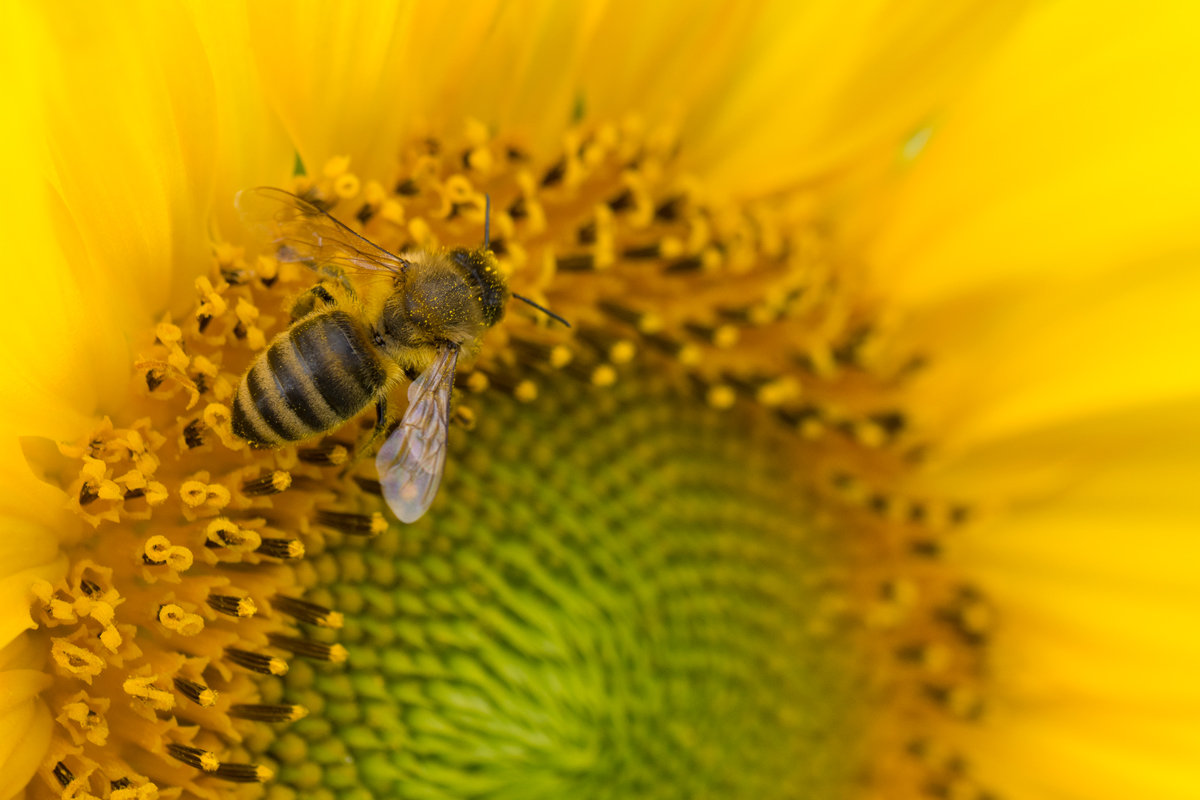 Sonnenblumen-7.jpg