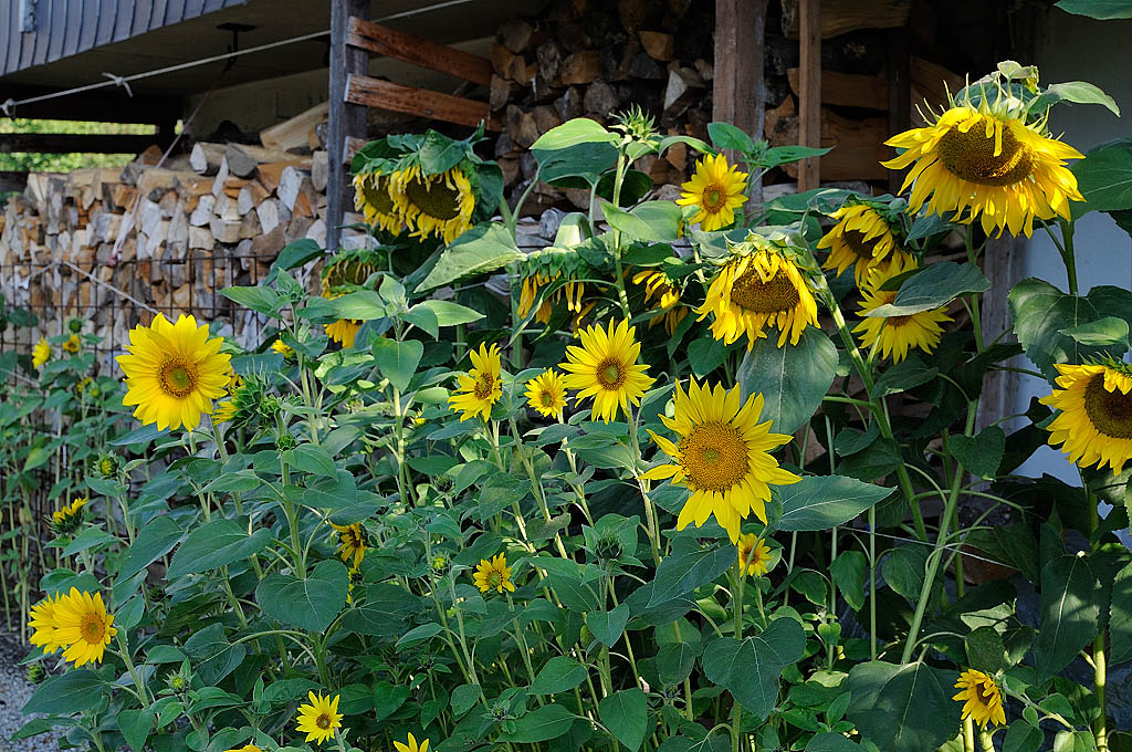 Sonnenblumen MOL 3556