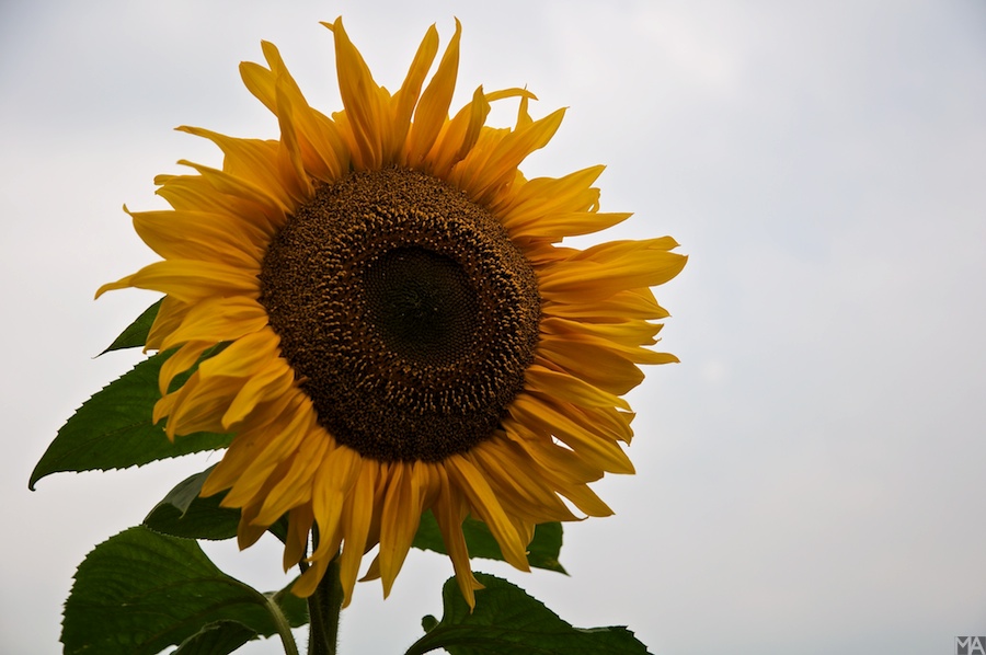 Sonnenblumen www (1)