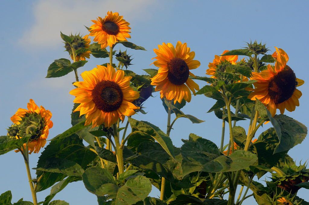 Sonnenblumen