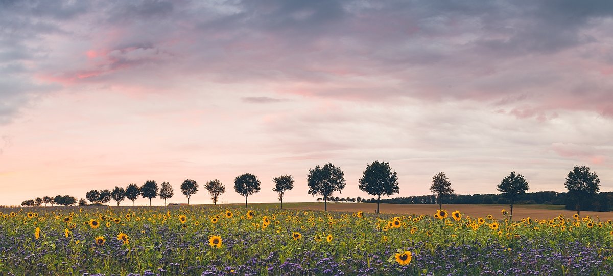 Sonnenblumenfeld.jpg
