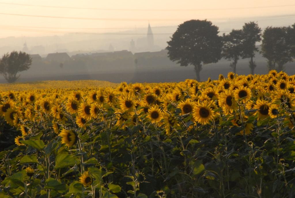 Sonnenblumenfeld