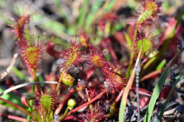 Sonnentau Sylt (Drosera intermedia).

wir fanden nach einen Tipp, einen herrlichen Flecken voll mit Sonnentau.
Es war ein tolles Erlebnis so viele von